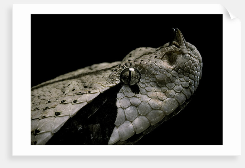 Bitis gabonica (Gaboon viper) by Anonymous