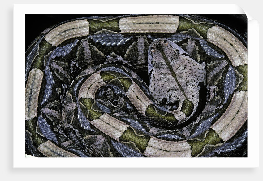 Bitis gabonica (Gaboon viper) by Anonymous
