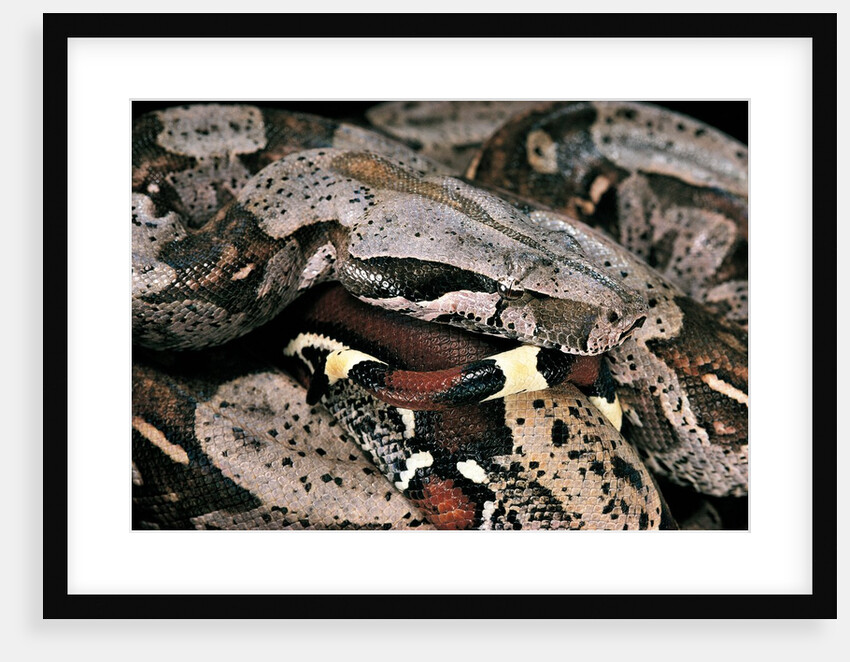 Boa constrictor by Anonymous
