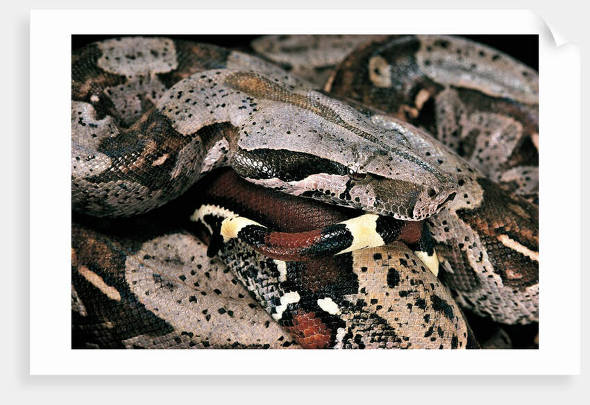 Boa constrictor by Anonymous