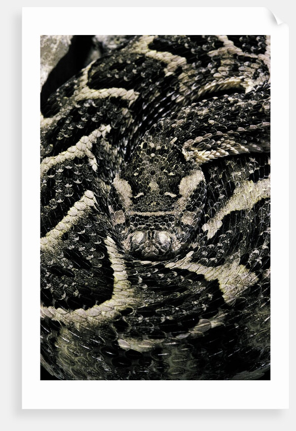 Bitis arietans (puff adder) by Anonymous