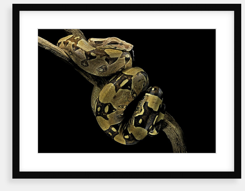 Boa constrictor by Anonymous