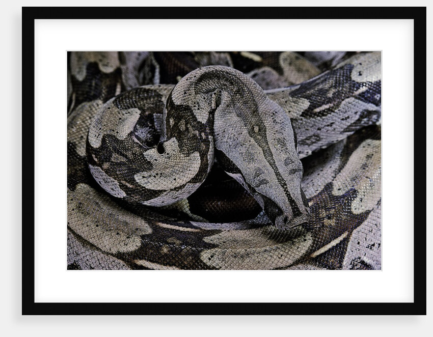 Boa constrictor constrictor by Anonymous