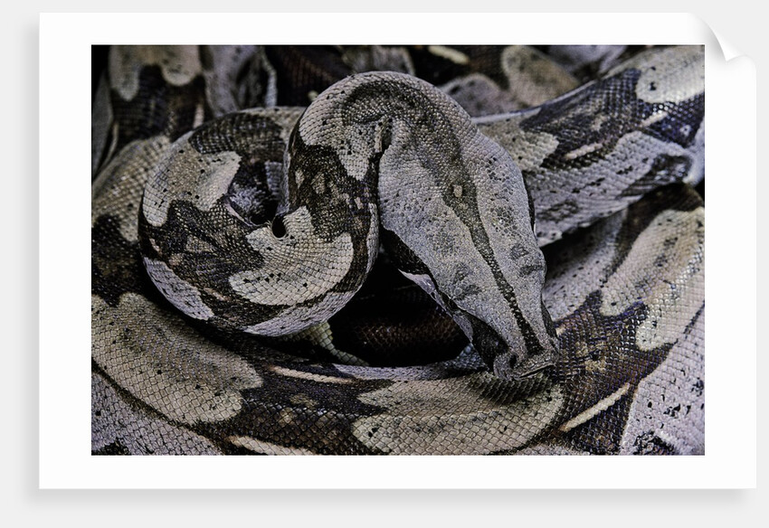 Boa constrictor constrictor by Anonymous