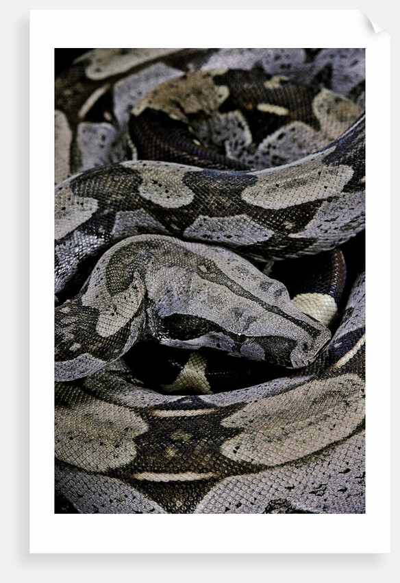 Boa constrictor constrictor by Anonymous