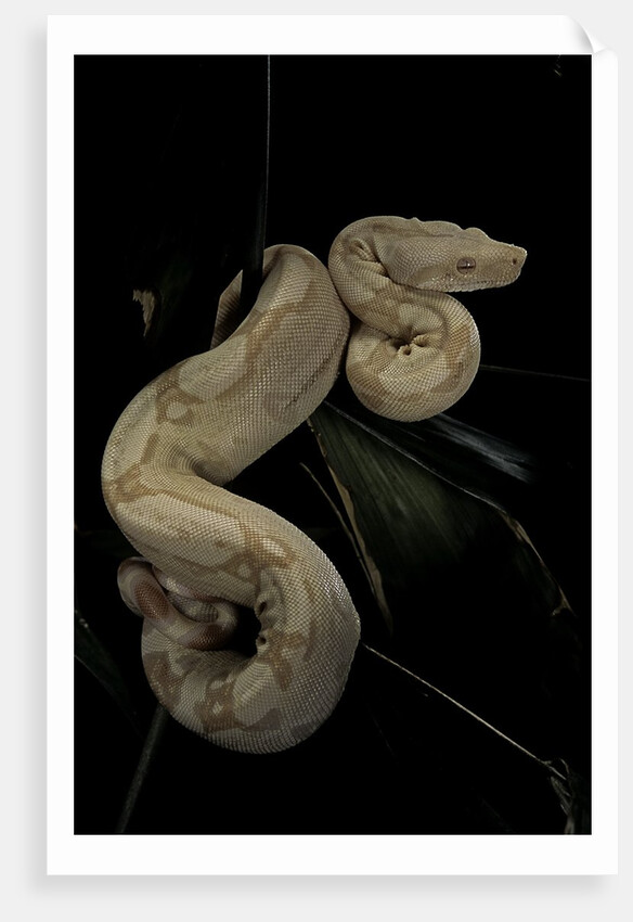 Boa constrictor f. albino by Anonymous