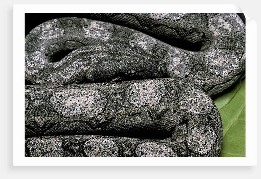 Boa constrictor occidentalis (Argentine boa constrictor) - young by Anonymous