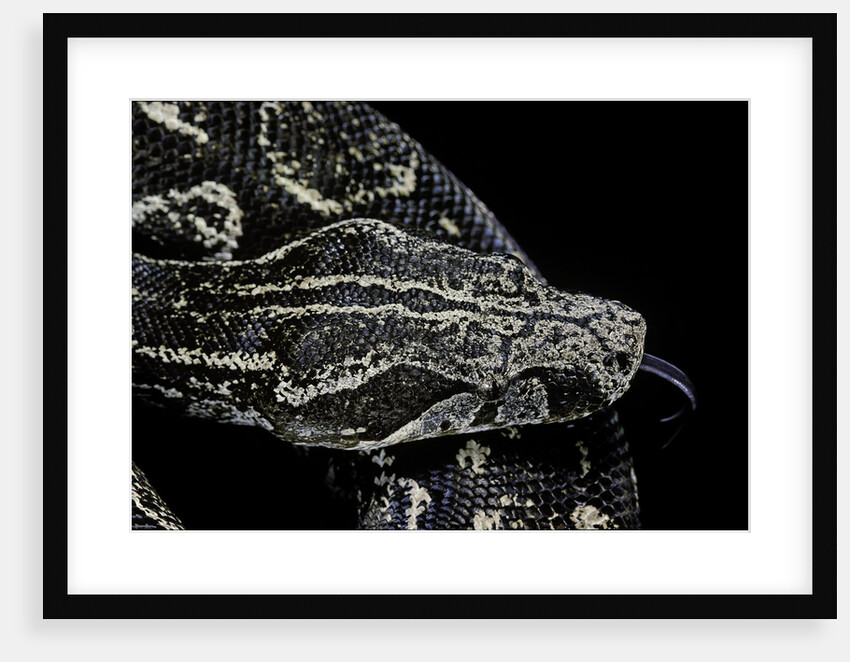 Boa constrictor occidentalis (Argentine boa constrictor) by Anonymous