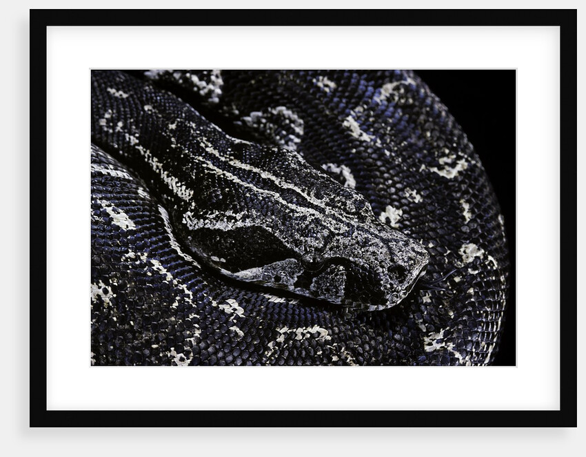 Boa constrictor occidentalis (Argentine boa constrictor) by Anonymous