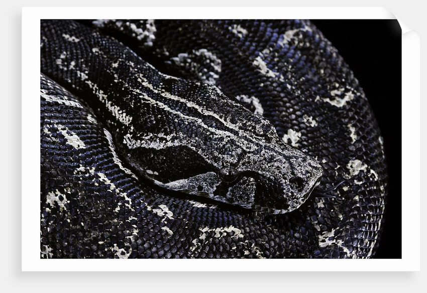 Boa constrictor occidentalis (Argentine boa constrictor) by Anonymous