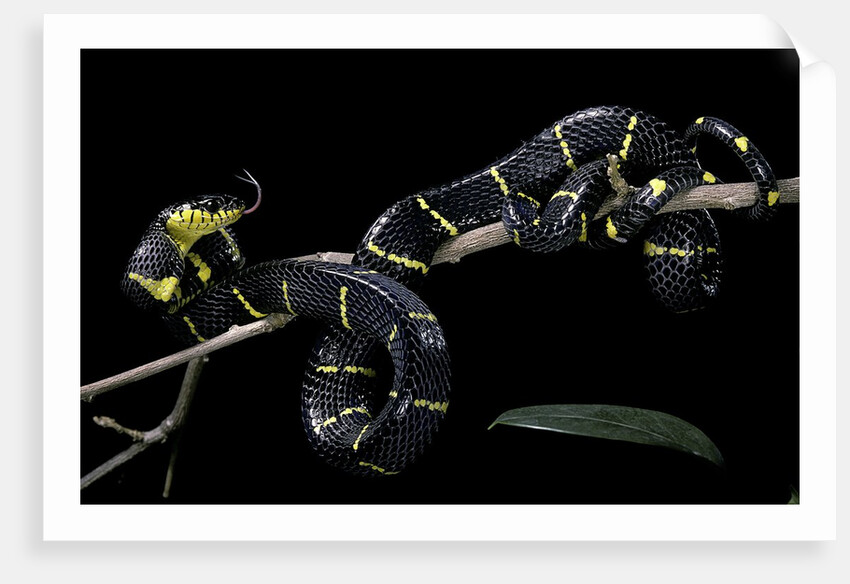 Boiga dendrophila melanota (mangrove snake) by Anonymous