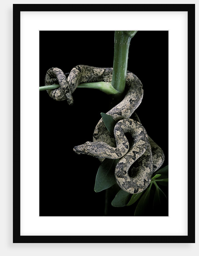 Candoia carinata carinata (New Guinea tree boa) by Anonymous