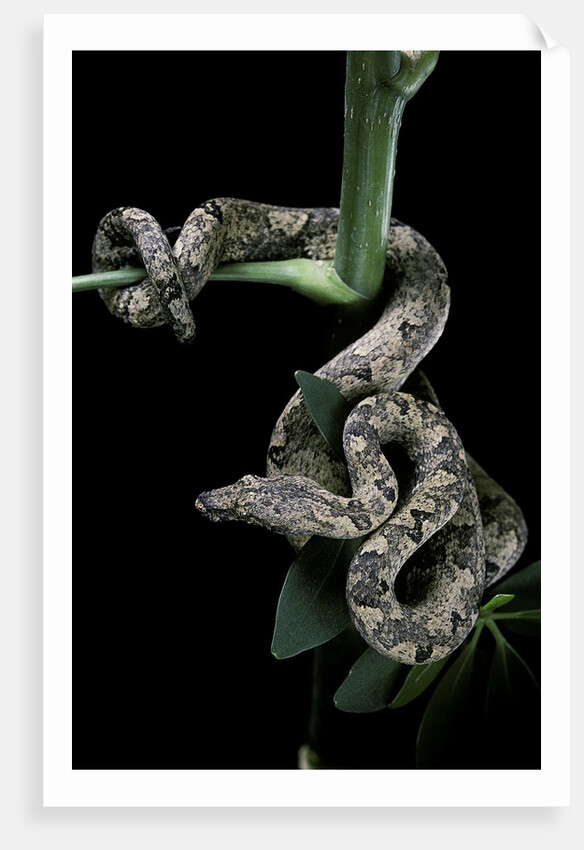Candoia carinata carinata (New Guinea tree boa) by Anonymous
