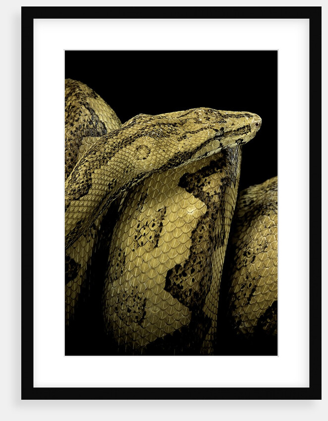 Candoia paulsoni (Solomon Island ground boa) by Anonymous