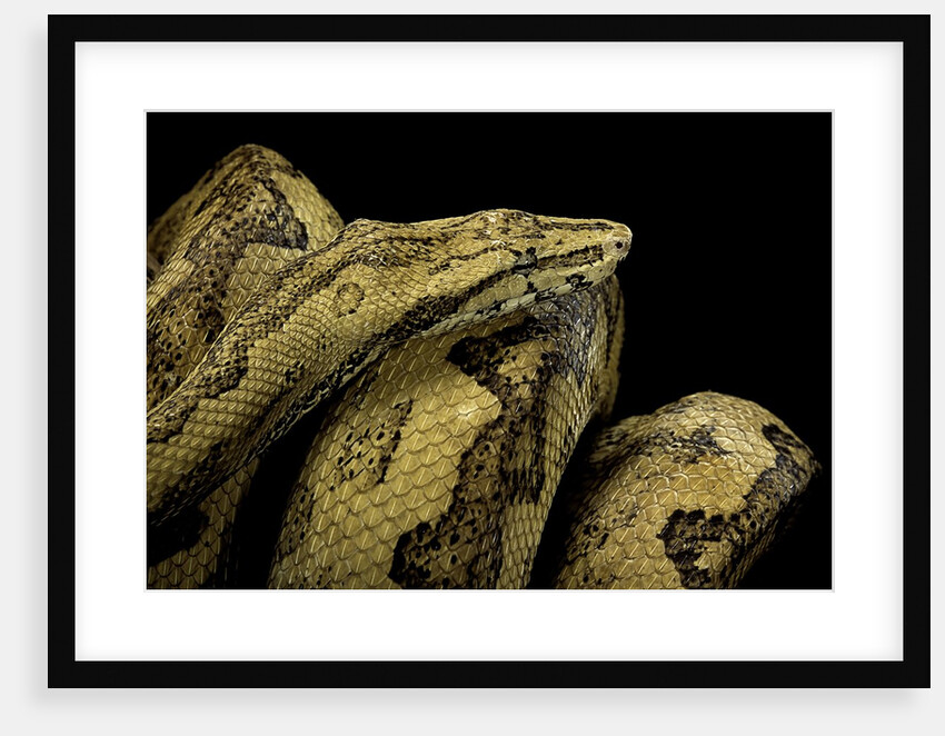 Candoia paulsoni (Solomon Island ground boa) by Anonymous