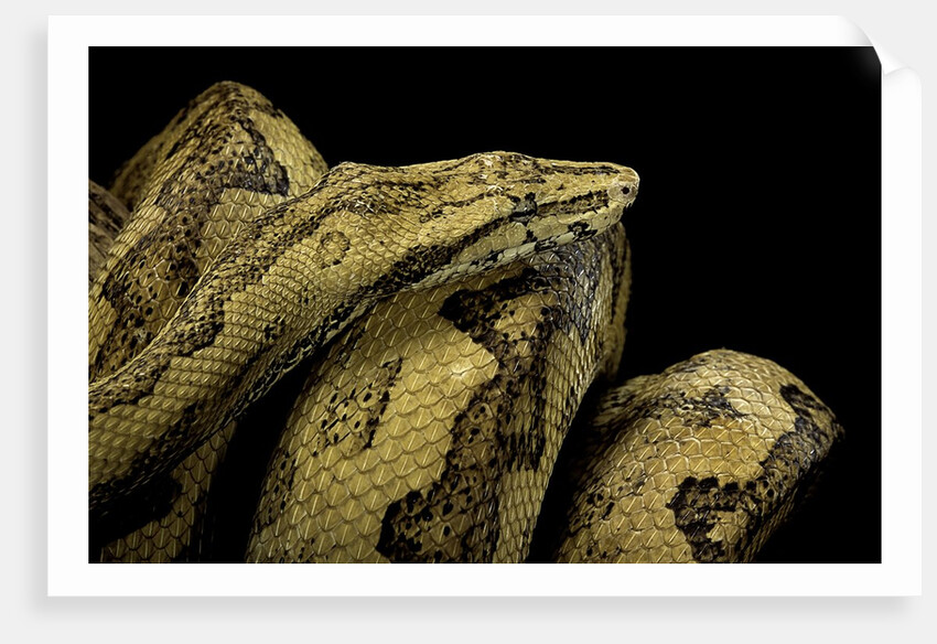 Candoia paulsoni (Solomon Island ground boa) by Anonymous