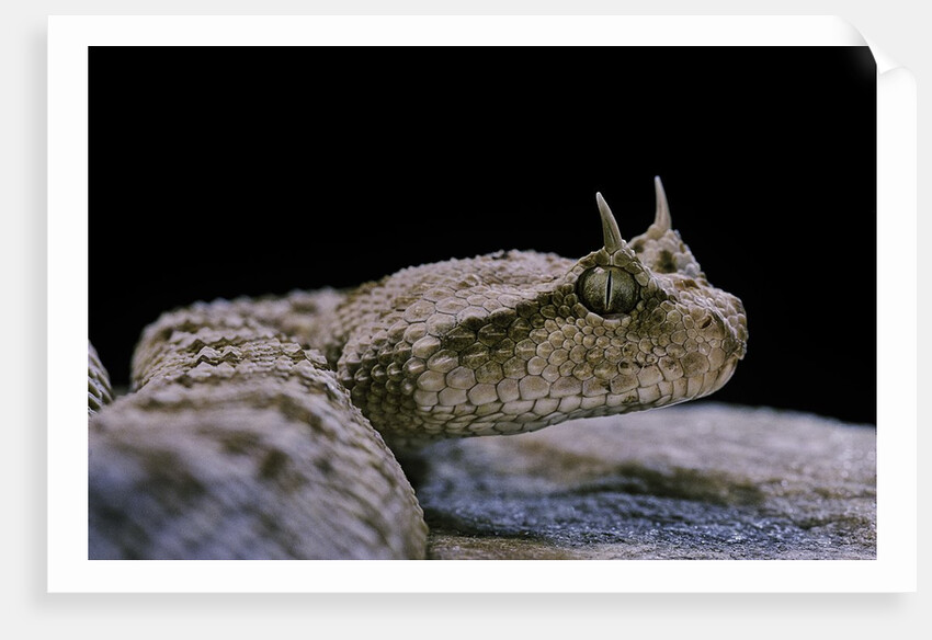 Cerastes cerastes (horned viper) by Anonymous