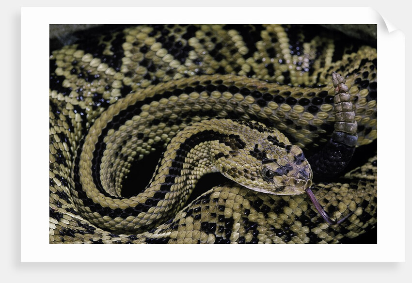 Crotalus durissus durissus (cascabel rattlesnake) by Anonymous