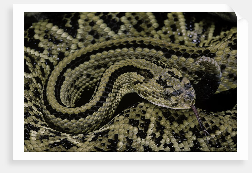 Crotalus durissus durissus (cascabel rattlesnake) by Anonymous