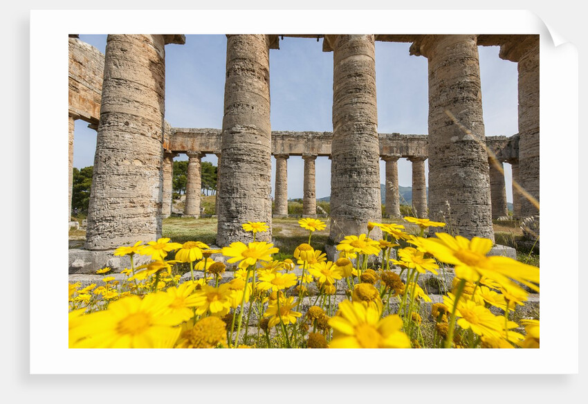 Segesta, the temple by Anonymous