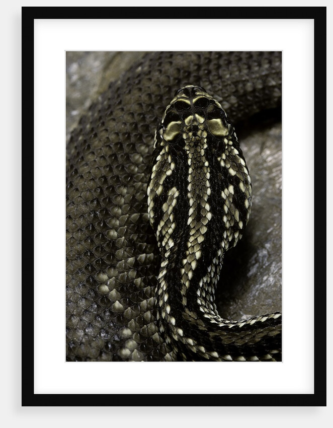 Crotalus durissus terrificus (cascabel or South american rattlesnake) by Anonymous