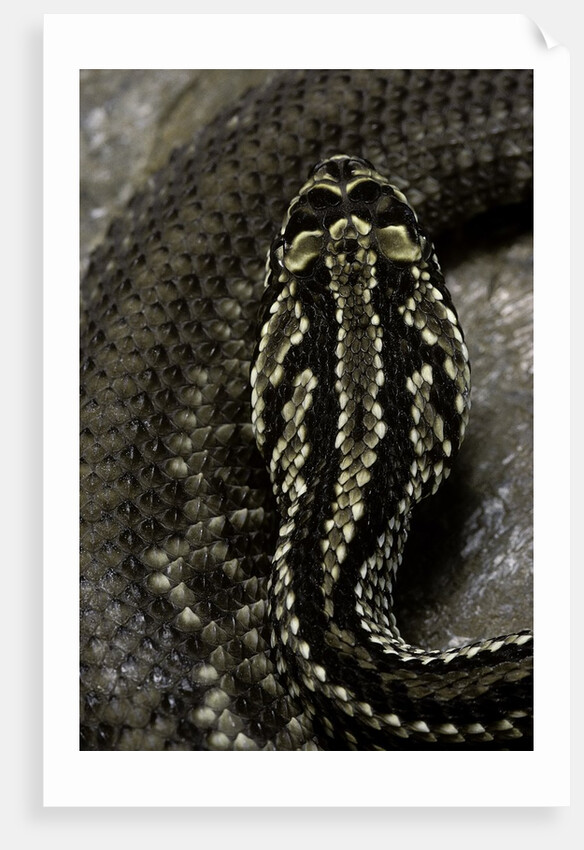 Crotalus durissus terrificus (cascabel or South american rattlesnake) by Anonymous