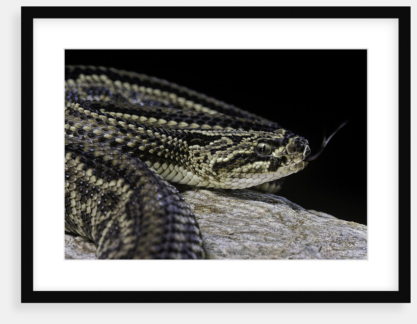 Crotalus durissus terrificus (cascabel or South american rattlesnake) by Anonymous