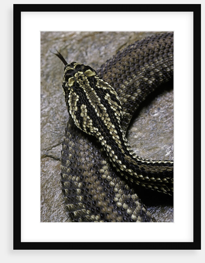Crotalus durissus terrificus (cascabel or South american rattlesnake) by Anonymous