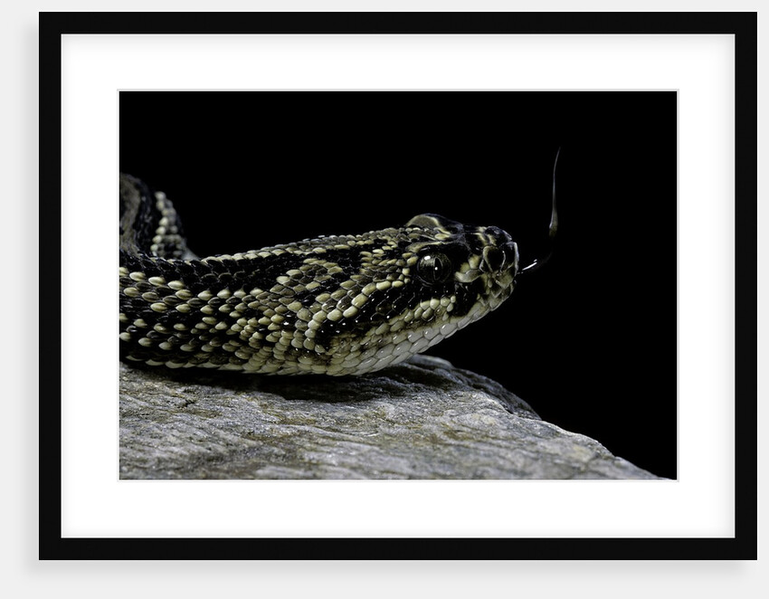 Crotalus durissus terrificus (cascabel or South american rattlesnake) by Anonymous