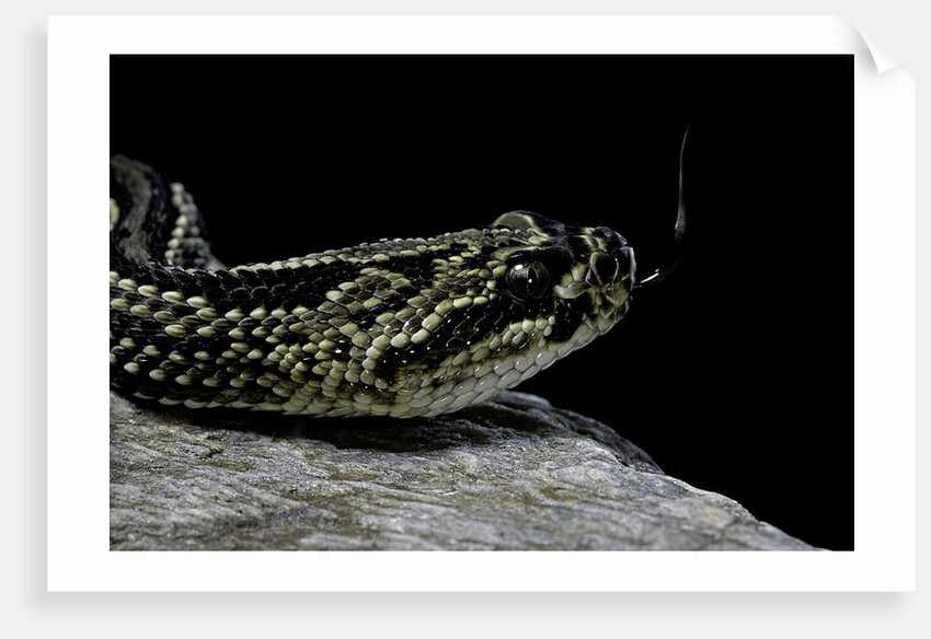 Crotalus durissus terrificus (cascabel or South american rattlesnake) by Anonymous