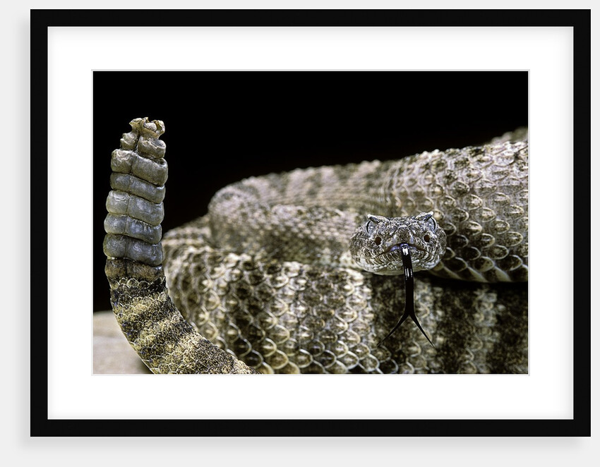Crotalus tigris (tiger rattlesnake) by Anonymous