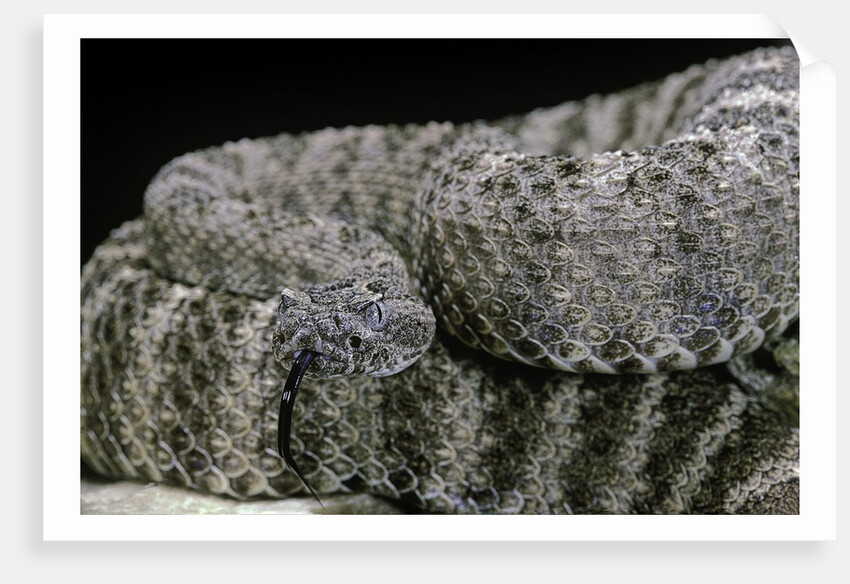 Crotalus tigris (tiger rattlesnake) by Anonymous