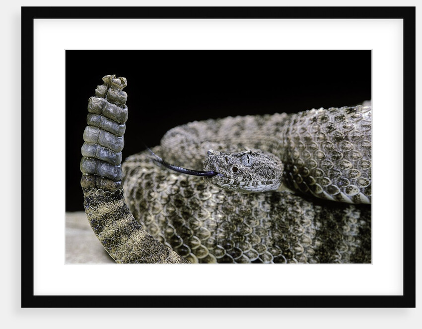 Crotalus tigris (tiger rattlesnake) by Anonymous