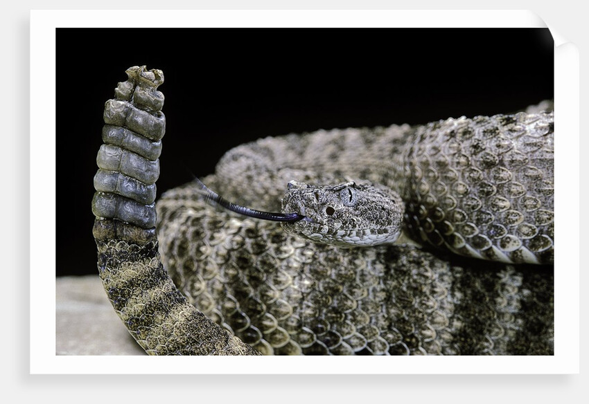 Crotalus tigris (tiger rattlesnake) by Anonymous