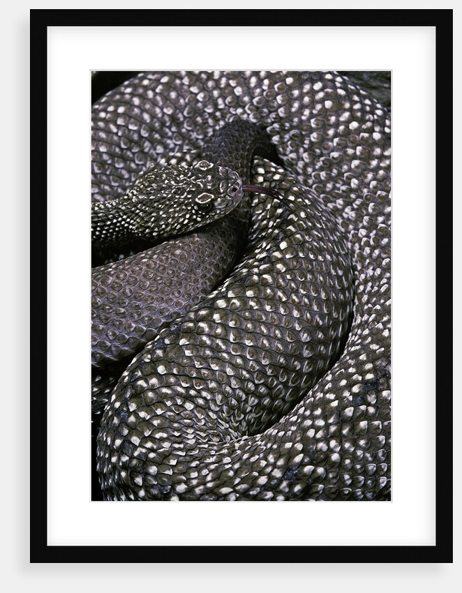 Crotalus vegrandis (urocoan rattlesnake) by Anonymous