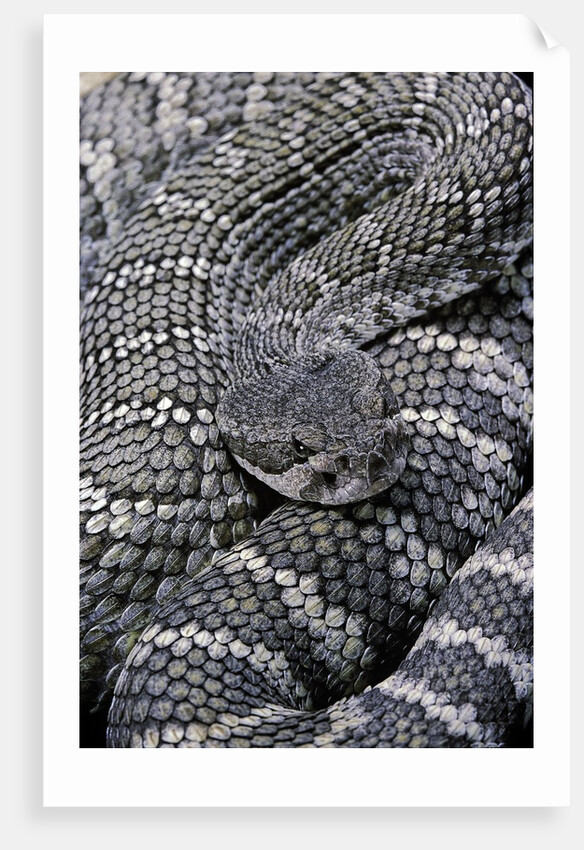 Crotalus viridis ( prairie rattlesnake) by Anonymous