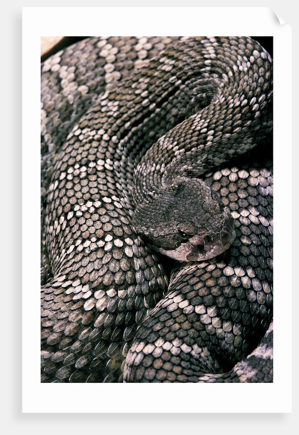 Crotalus viridis ( prairie rattlesnake) by Anonymous