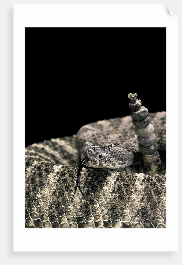 Crotalus tigris (tiger rattlesnake) by Anonymous