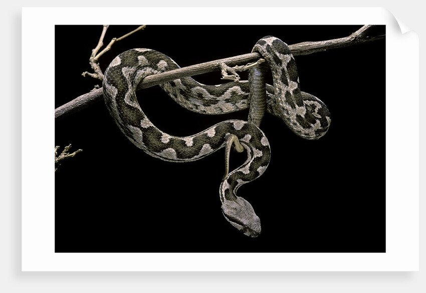 Daboia lebetina mauritanica (moorish viper) by Anonymous