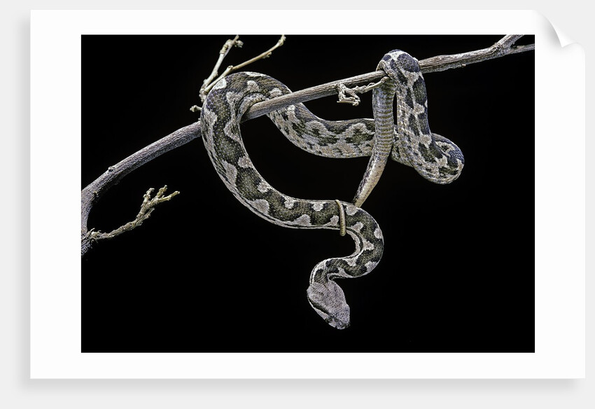 Daboia lebetina mauritanica (moorish viper) by Anonymous