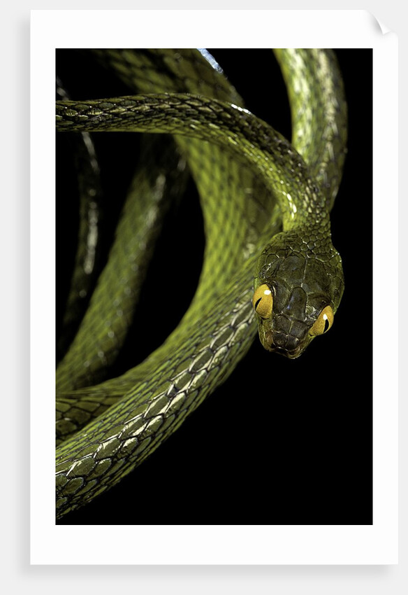 Dipsadoboa duchesnii by Anonymous