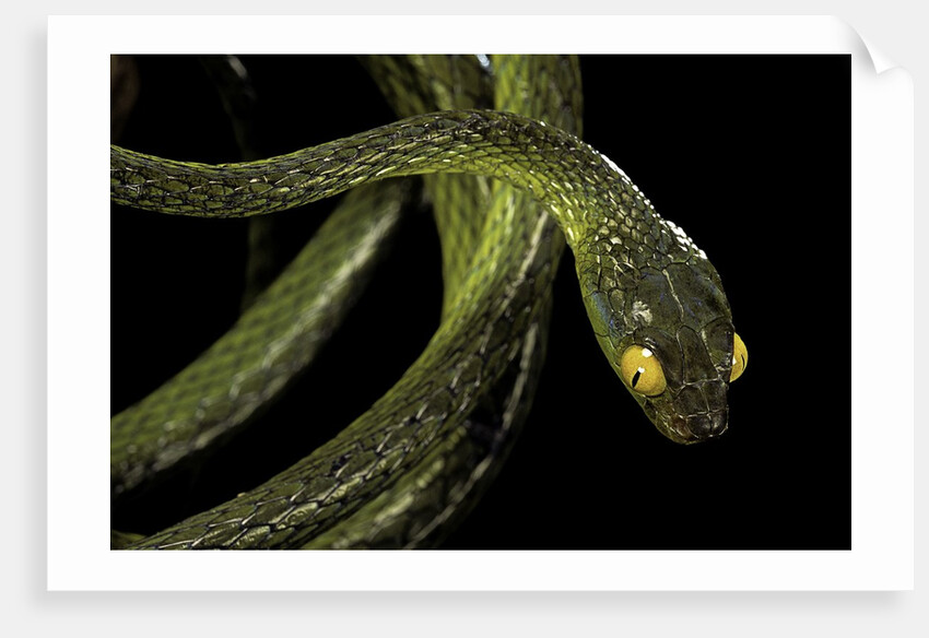 Dipsadoboa duchesnii by Anonymous