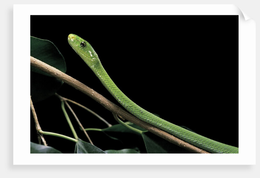 Dendroaspis angusticeps (common mamba) by Anonymous