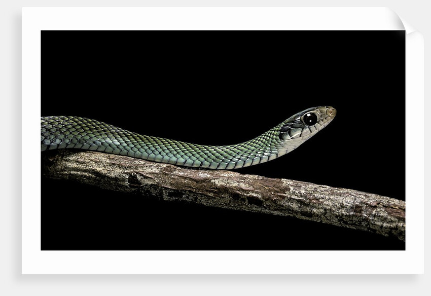 Drymobius margaritiferus (speckled racer) by Anonymous