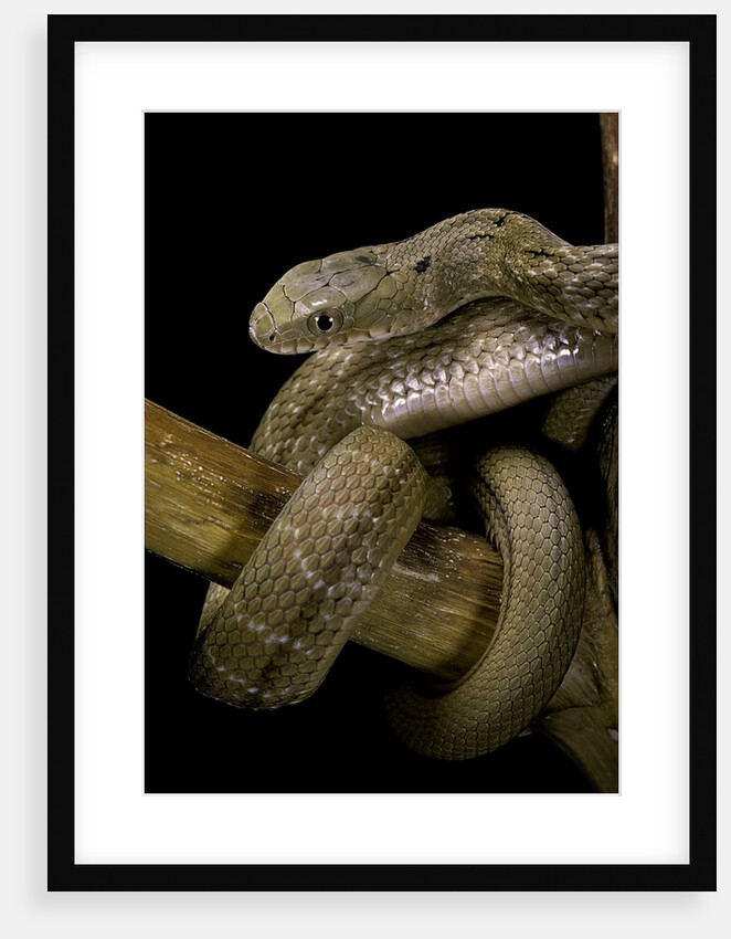 Elaphe carinata (king ratsnake, Taiwan stink snake) by Anonymous