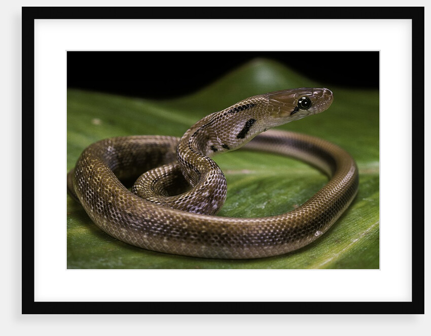Elaphe helena (trinket snake) by Anonymous