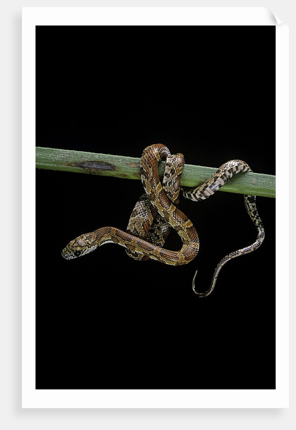 Elaphe guttata guttata (corn snake) by Anonymous