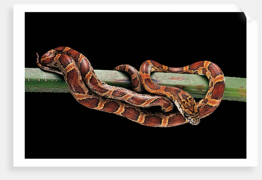 Elaphe guttata guttata (corn snake) by Anonymous
