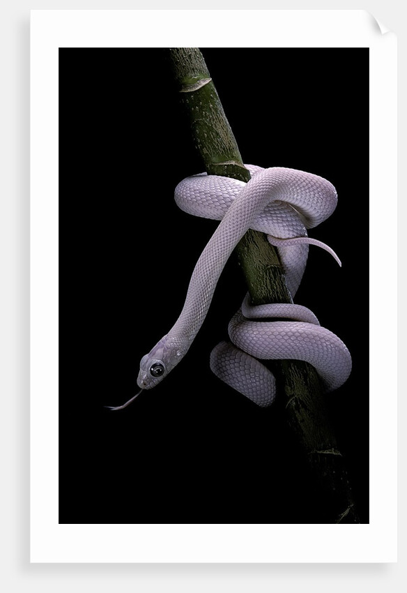 Elaphe obsoleta lindheimeri f. leucistic (Texas rat snake) by Anonymous
