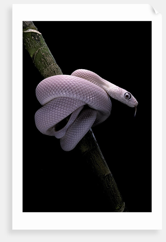 Elaphe obsoleta lindheimeri f. leucistic (Texas rat snake) by Anonymous